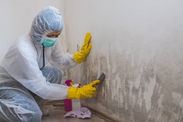 Mold Removal Process in Grove City, FL