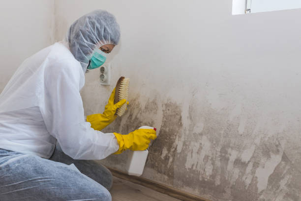 Best Home Mold Removal  in Grove City, FL