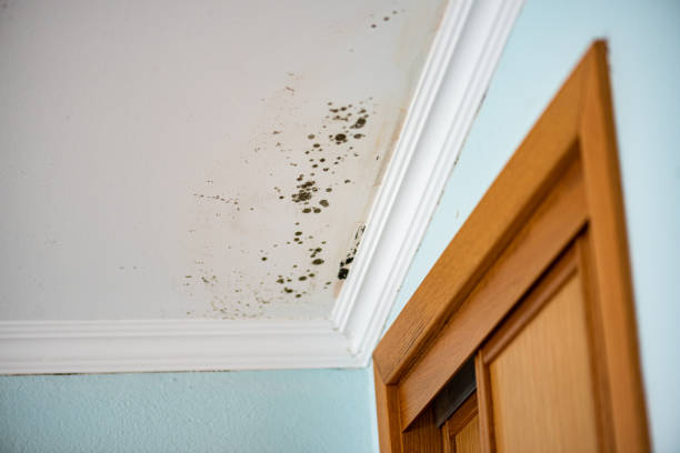  Grove City, FL Mold Removal Pros