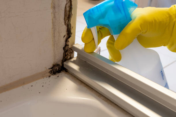 Best Same-Day Mold Removal  in Grove City, FL