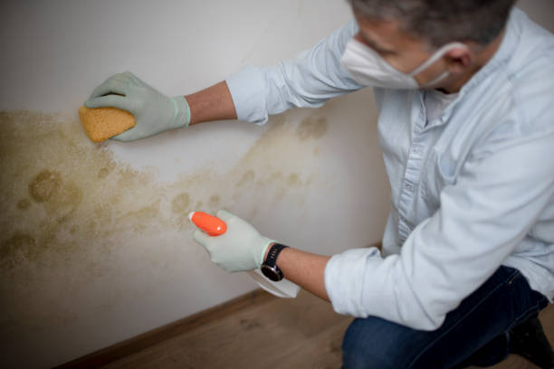 Trusted Grove City, FL Mold Removal Experts