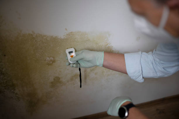 Best Mold Removal Process  in Grove City, FL