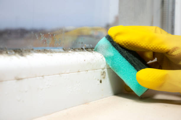 Best Mold Removal Company Near Me  in Grove City, FL