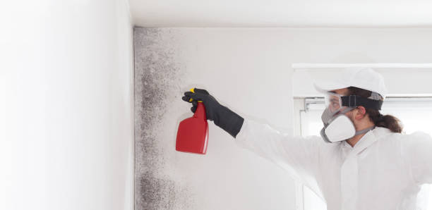 Best Affordable Mold Removal  in Grove City, FL