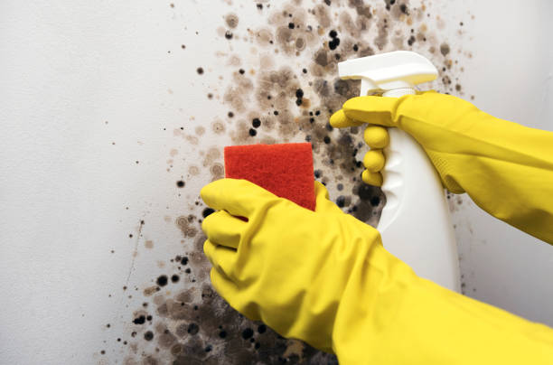 Best Local Mold Removal Service  in Grove City, FL