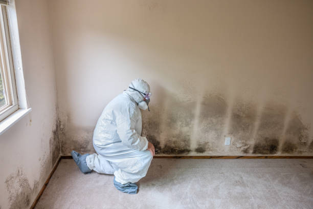 Best Home Mold Removal  in Grove City, FL