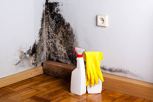 Best Residential Mold Removal  in Grove City, FL