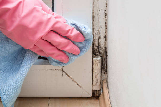 Best Certified Mold Removal  in Grove City, FL