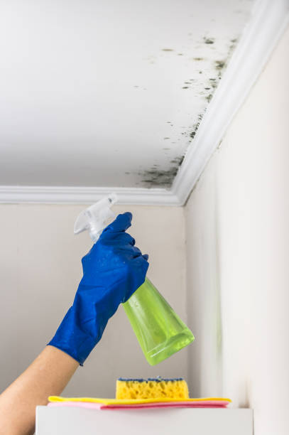 Best Mold Damage Repair  in Grove City, FL