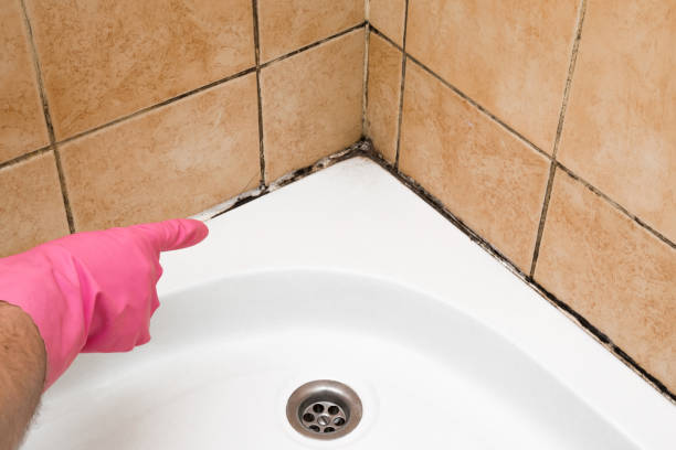 Best Professional Mold Removal  in Grove City, FL